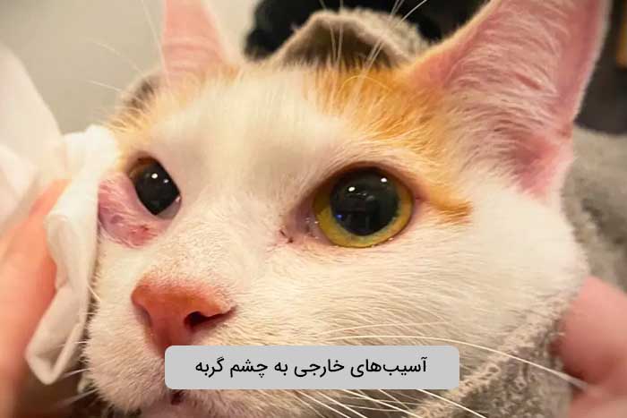 آسیب‌های خارجی به چشم گربه 