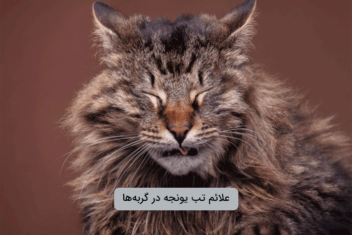 علائم اصلی حساسیت فصلی در گربهها