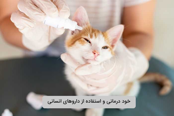 استفاده از داروهای انسانی برای چشم گربه