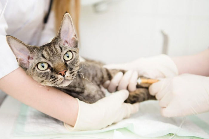 حساسیت فصلی یا تب یونجه در گربه‌ها: علائم، تشخیص و درمان