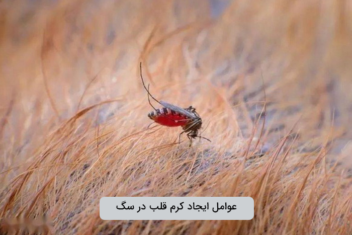 سرایت بیماری کرم قلبی سگ