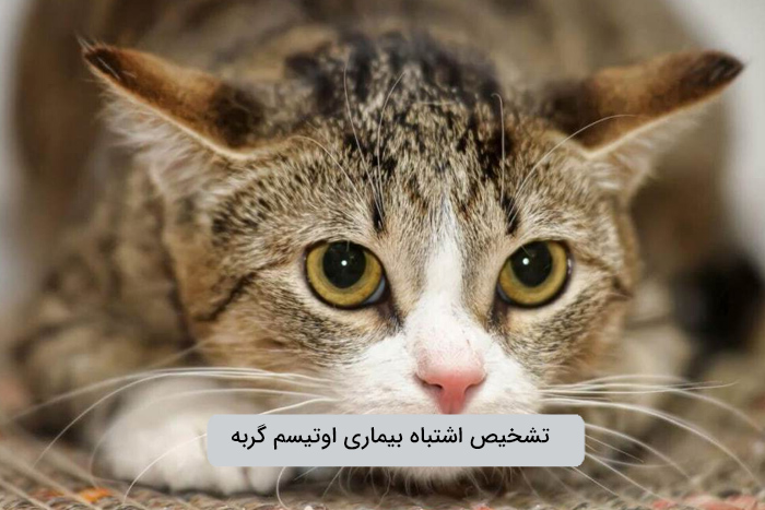 تشخیص اشتباه بیماری اوتیسم گربه