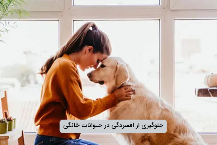 راه های جلوگیری افسردگی از حیوانات خانگی