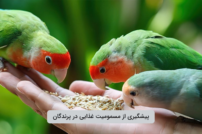 راه های جلوگیری از مسمومیت غذایی پرندگان