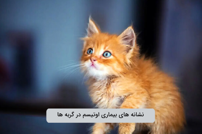 نشانه های اوتیسم در گربه