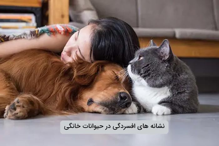 نشانه های افسردگی در حیوانات خانگی