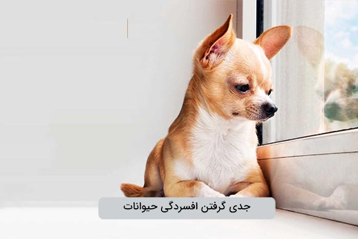 افسرگی در حیوانات خانگی را جدی بگیرید