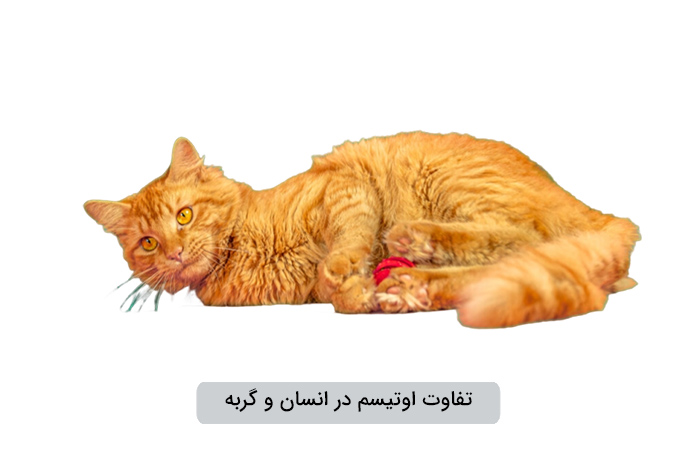 اوتیسم در انسان و گربه تفاوت دارد؟