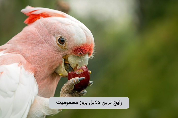 علت بروز مسمومیت در پرندگان