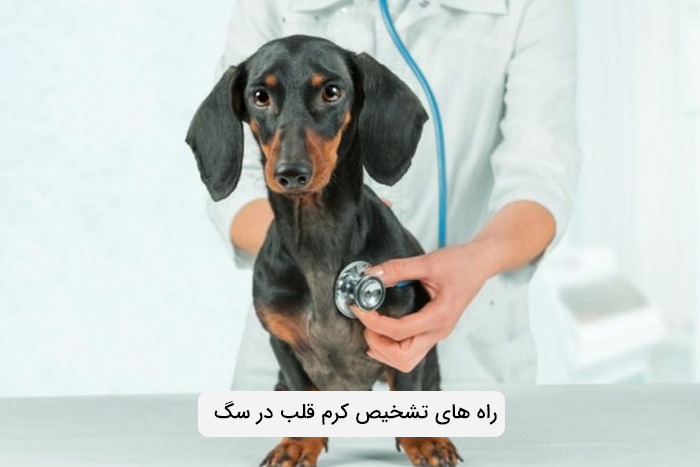 تشخیص کرم قلب در سگ