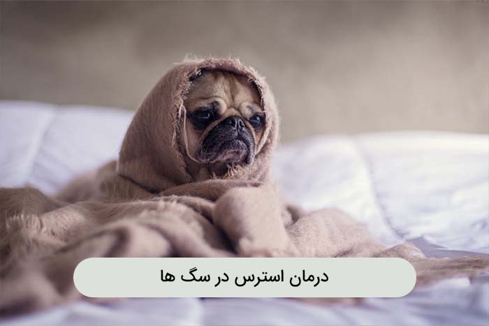 استرس در سگ ها