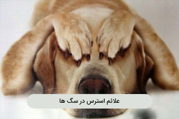 دلایل استرس در سگ ها