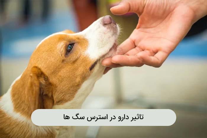 وجود استرس در سگ