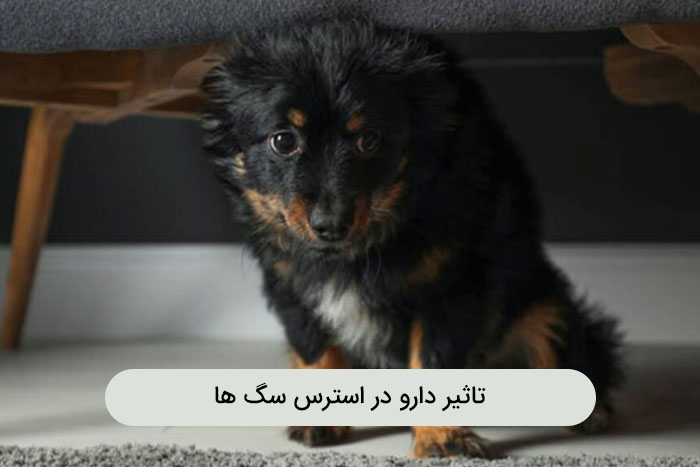 درمان خانگی استرس سگ