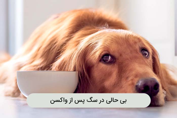 مراقبتهای پس از واکسن سگ
