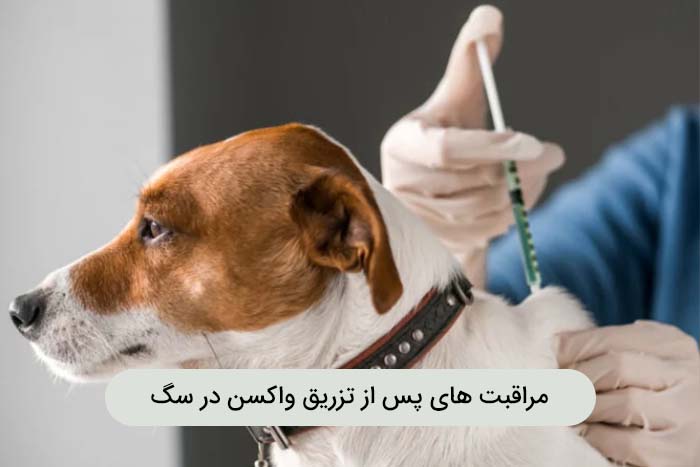 بی حالی در سگ پس از واکسن