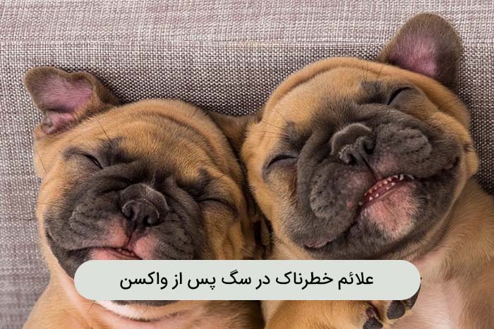 تاثیر آب در بهبود شرایط سگ