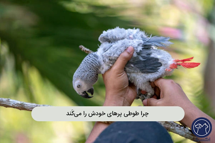 درمان پرکنی در طوطی