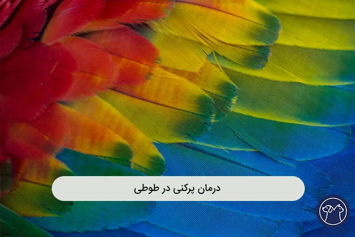 ریزش پر طوطی یا پرکنی