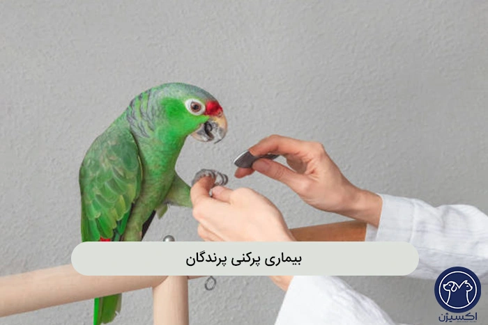 آیا پرکنی طوطی قابل درمان است